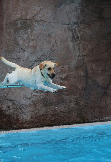 082318ho-doggie-dip-13